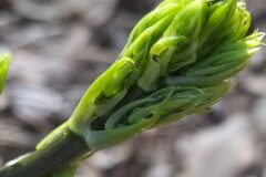 Ruscus aculeatus_Merce Vallicrosa CC BY-NC