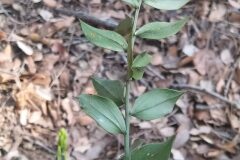 Ruscus aculeatus_Merce Vallicrosa CC BY-NC