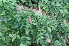 Ruscus aculeatus_Montserrat Garcia