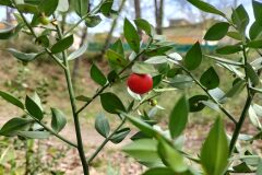 Ruscus aculeatus_Sonia Garcia CC BY-NC