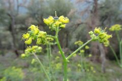 Ruta angustifolia_Josep Llovera CC BY-NC