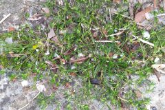 Sagina apetala_Merce Vallicrosa CC BY-NC