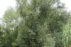Salix alba_Joaquim Reberte