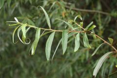 Salix alba_Joaquim Reberte