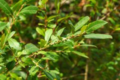 Salix atrocinerea_Joaquim Reberte