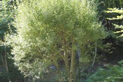 Salix atrocinerea_Joaquim Reberte