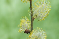 Salix atrocinerea_Joaquim Reberte