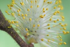 Salix atrocinerea_Joaquim Reberte