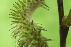 Salix atrocinerea_Joaquim Reberte