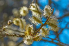 Salix atrocinerea_Jordi Bessa