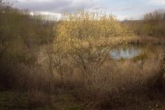 Salix atrocinerea_Jordi Bessa