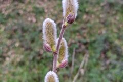 Salix atrocinerea_Katarzyna Zarnowiec CC BY-SA