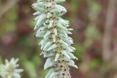 Salix atrocinerea_Maria Lluisa