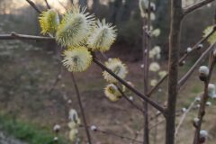 Salix atrocinerea_Merce Vallicrosa CC BY-NC