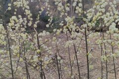 Salix atrocinerea_Merce Vallicrosa CC BY-NC