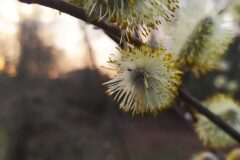 Salix atrocinerea_Merce Vallicrosa CC BY-NC