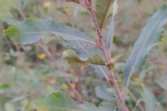 Salix atrocinerea_Merce Vallicrosa CC BY-NC