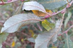 Salix atrocinerea_Merce Vallicrosa CC BY-NC