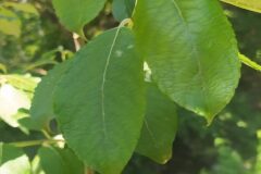 Salix caprea_Merce Vallicrosa CC BY-NC