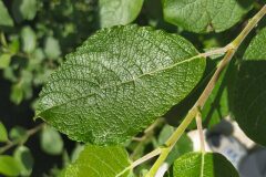 Salix caprea_Merce Vallicrosa CC BY-NC