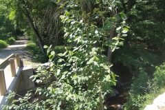 Salix caprea_Merce Vallicrosa CC BY-NC