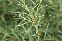 Salix eleagnos_Joaquim Reberte