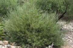 Salix eleagnos_Joaquim Reberte