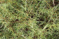 Salix eleagnos_Joaquim Reberte