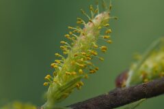 Salix eleagnos_Joaquim Reberte