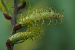 Salix eleagnos_Joaquim Reberte