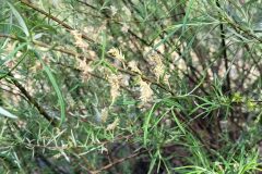 Salix eleagnos_Jordi Bassols CC BY-NC SA