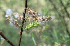 Salix eleagnos_Jordi Bassols CC BY-NC SA