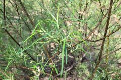 Salix eleagnos_Jordi Bassols CC BY-NC SA