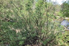 Salix eleagnos_Jordi Bassols CC BY-NC SA