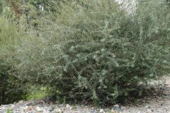 Salix purpurea_Joaquim Reberte