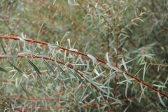 Salix purpurea_Joaquim Reberte