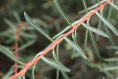 Salix purpurea_Joaquim Reberte