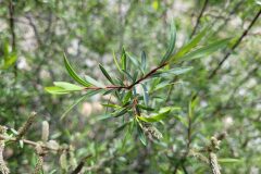 Salix purpurea_Jordi Bassols CC BY-NC SA