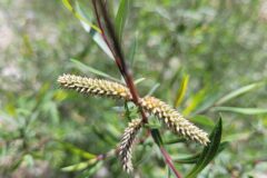 Salix purpurea_Jordi Bassols CC BY-NC SA