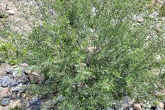 Salix purpurea_Jordi Bassols CC BY-NC SA