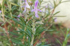 Salvia rosmarinus_Alexandra Perandones