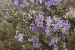 Salvia rosmarinus_Angels Delgado