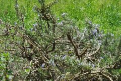 Salvia rosmarinus_Ferran Villen