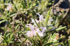 Salvia rosmarinus_Joaquim Reberte CC BY-NC