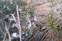 Salvia rosmarinus_Marc Rovira CC BY-NC