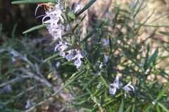 Salvia rosmarinus_Merce Vallicrosa CC BY-NC