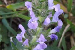 Salvia verbenaca_Merce Vallicrosa CC BY-NC