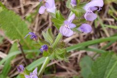 Salvia verbenaca_Merce Vallicrosa CC BY-NC