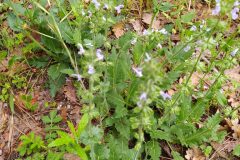 Salvia verbenaca_Merce Vallicrosa CC BY-NC