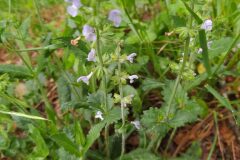 Salvia verbenaca_Merce Vallicrosa CC BY-NC